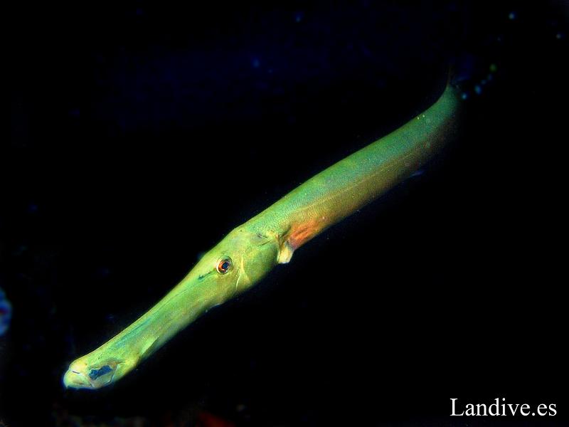 Pez trompeta ( Aulostomus strigosus ).jpg - OLYMPUS DIGITAL CAMERA